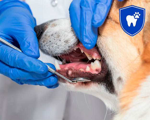 Profilaxis dental veterinario