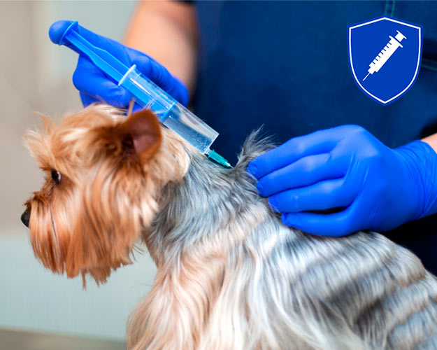 vacuna y desparasitación veterinaria