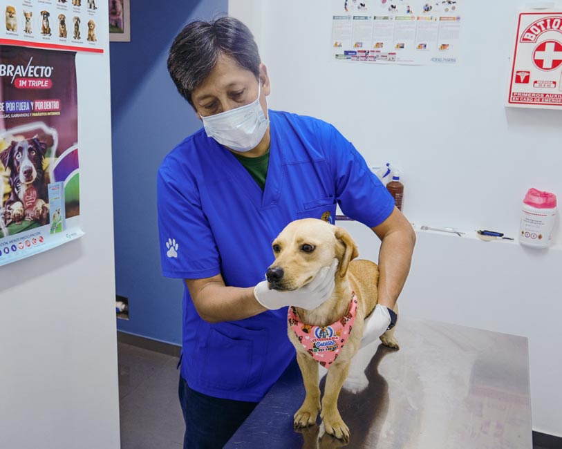 atención veterinaria satelite