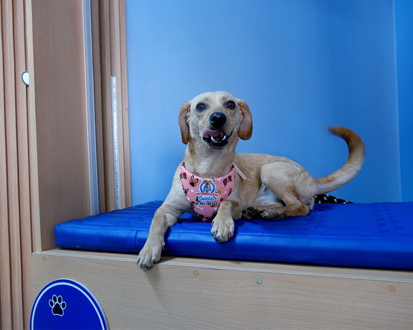 Baños en veterinaria Satélite