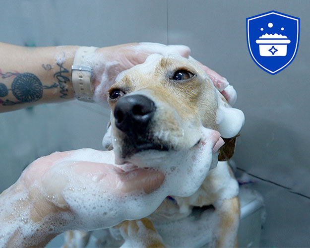 Baño veterinario en veterinaria Satélite