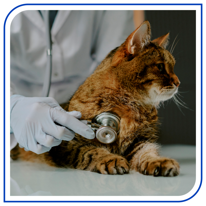 Beneficios de veterinaria satélite