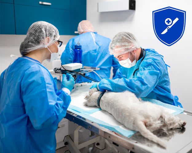 cirugia veterinaria satelite