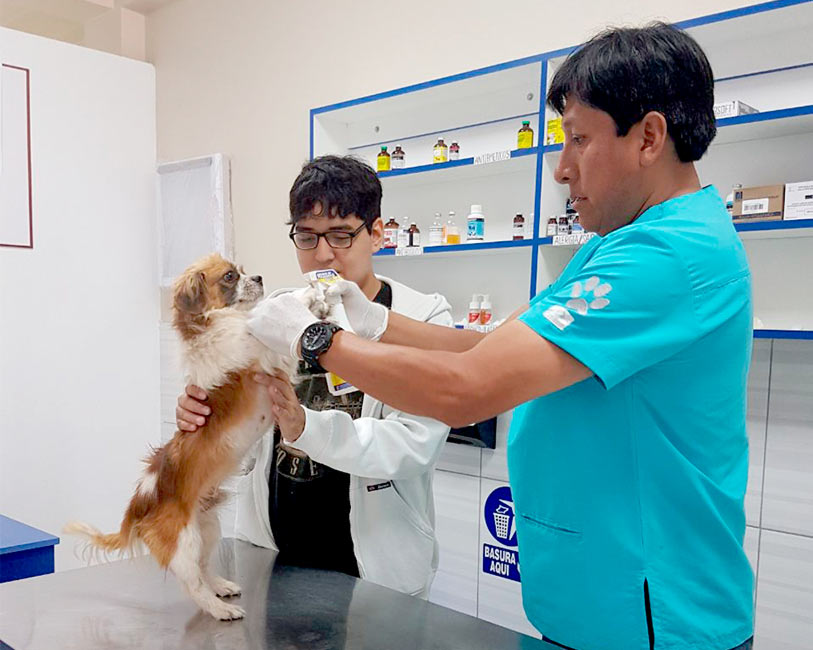 Consulta veterinaria Satélite