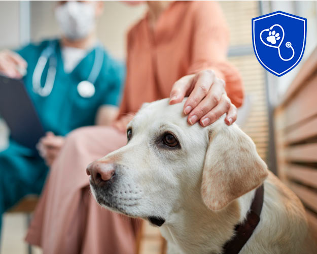 consulta veterinaria en Satélite