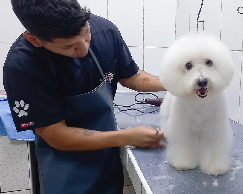 corte canino en veterinaria satelite
