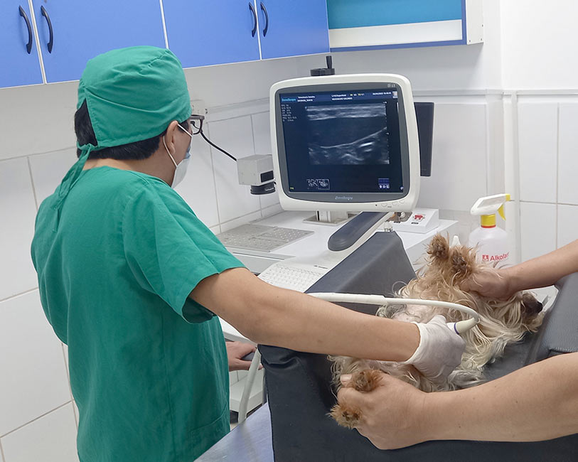 Ecografía veterinaria Satélite