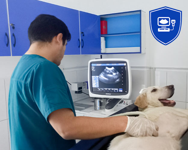 Ecografía veterinaria en Satélite